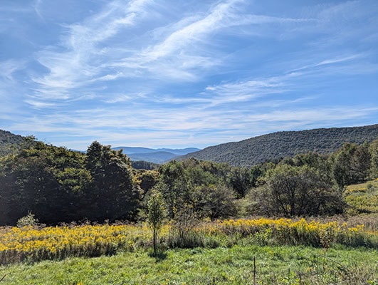 A view of low mountains beneath a blue sky and wispy clouds with yellow flowers in the foreground