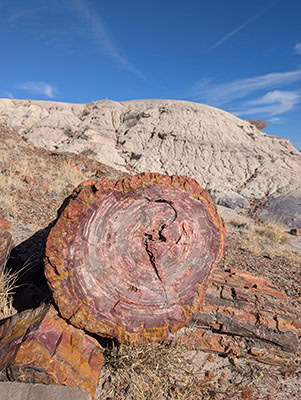 The end of a fossilized log with brown-orange-green "bark" and purple-red-gray "rings"