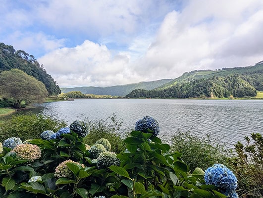 Blue hydrangeas bloom beside a lake located inside a vibrant green volcanic cauldron