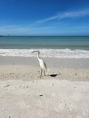 A medium-sized white bird wades along the blue-green waters of the Gulf of Mexico on the white sand of Marco Island