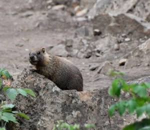 A large brownish rodent looks on from a rock